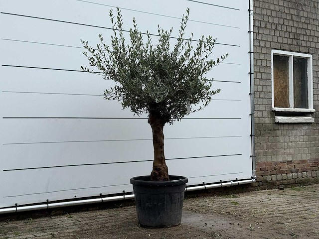 Olijfboom bolvorm - olea europaea - ca. 25 jaar oud - hoogte ca. 180 cm - afbeelding 3 van  5