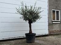 Olijfboom bolvorm - olea europaea - ca. 25 jaar oud - hoogte ca. 180 cm - afbeelding 3 van  5