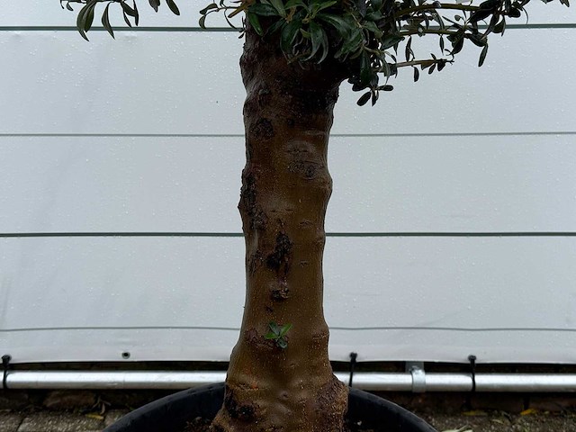 Olijfboom bolvorm - olea europaea - ca. 25 jaar oud - hoogte ca. 180 cm - afbeelding 4 van  5