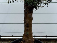 Olijfboom bolvorm - olea europaea - ca. 25 jaar oud - hoogte ca. 180 cm - afbeelding 4 van  5