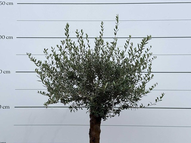 Olijfboom bolvorm - olea europaea - ca. 25 jaar oud - hoogte ca. 180 cm - afbeelding 5 van  5