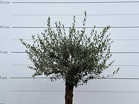 Olijfboom bolvorm - olea europaea - ca. 25 jaar oud - hoogte ca. 180 cm - afbeelding 5 van  5