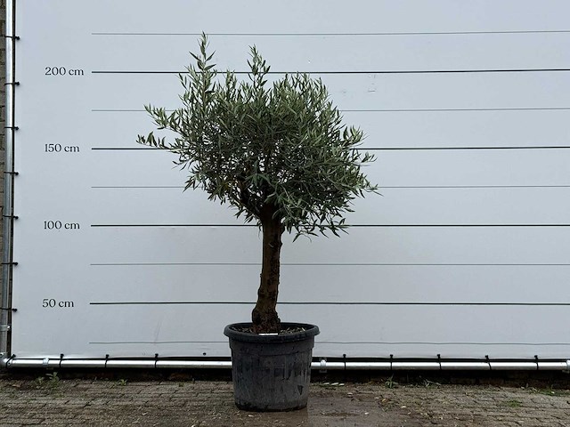 Olijfboom bolvorm - olea europaea - ca. 25 jaar oud - hoogte ca. 180 cm - afbeelding 1 van  5