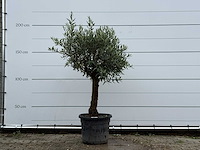 Olijfboom bolvorm - olea europaea - ca. 25 jaar oud - hoogte ca. 180 cm - afbeelding 1 van  5
