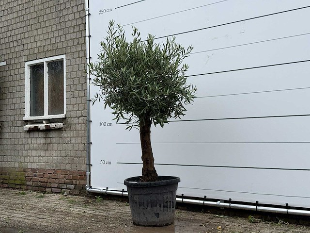 Olijfboom bolvorm - olea europaea - ca. 25 jaar oud - hoogte ca. 180 cm - afbeelding 2 van  5