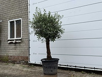 Olijfboom bolvorm - olea europaea - ca. 25 jaar oud - hoogte ca. 180 cm - afbeelding 2 van  5