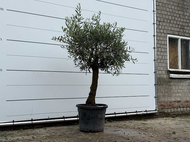 Olijfboom bolvorm - olea europaea - ca. 25 jaar oud - hoogte ca. 180 cm - afbeelding 3 van  5