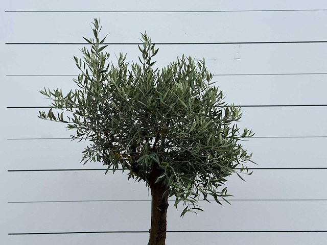 Olijfboom bolvorm - olea europaea - ca. 25 jaar oud - hoogte ca. 180 cm - afbeelding 4 van  5