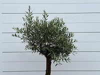 Olijfboom bolvorm - olea europaea - ca. 25 jaar oud - hoogte ca. 180 cm - afbeelding 4 van  5
