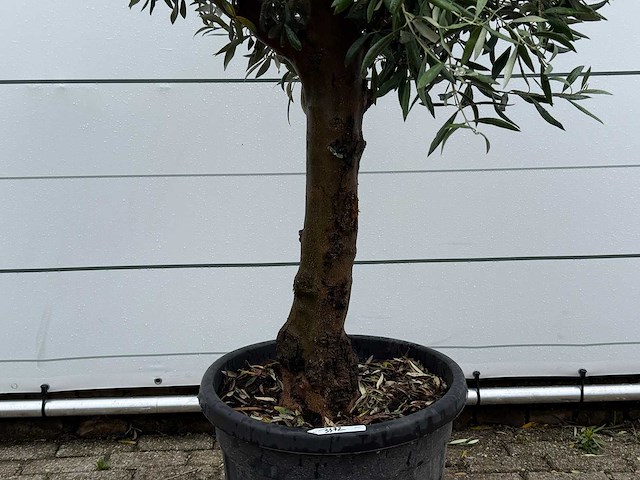 Olijfboom bolvorm - olea europaea - ca. 25 jaar oud - hoogte ca. 180 cm - afbeelding 5 van  5