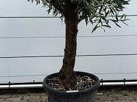 Olijfboom bolvorm - olea europaea - ca. 25 jaar oud - hoogte ca. 180 cm - afbeelding 5 van  5
