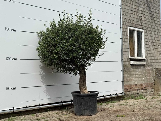 Olijfboom bolvorm - olea europaea - ca. 25 jaar oud - hoogte ca. 180 cm - afbeelding 1 van  1