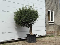 Olijfboom bolvorm - olea europaea - ca. 25 jaar oud - hoogte ca. 180 cm - afbeelding 1 van  1