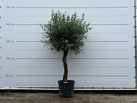 Olijfboom bolvorm - olea europaea - ca. 25 jaar oud - hoogte ca. 210 cm - afbeelding 1 van  1