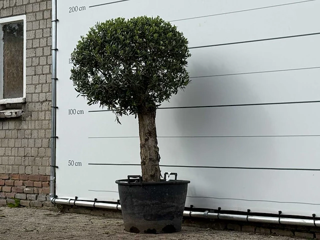 Olijfboom bolvorm - olea europaea - ca. 30 jaar oud - hoogte ca. 160 cm - afbeelding 2 van  3