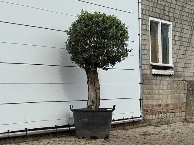 Olijfboom bolvorm - olea europaea - ca. 30 jaar oud - hoogte ca. 160 cm - afbeelding 3 van  3