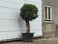 Olijfboom bolvorm - olea europaea - ca. 30 jaar oud - hoogte ca. 160 cm - afbeelding 3 van  3