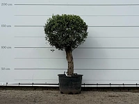 Olijfboom bolvorm - olea europaea - ca. 30 jaar oud - hoogte ca. 170 cm