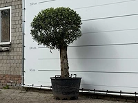 Olijfboom bolvorm - olea europaea - ca. 30 jaar oud - hoogte ca. 170 cm - afbeelding 2 van  3