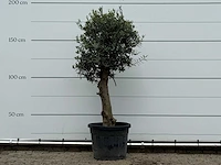 Olijfboom bolvorm - olea europaea - ca. 30 jaar oud - hoogte ca. 180 cm - afbeelding 2 van  4