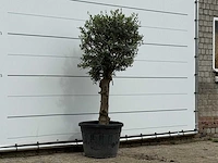 Olijfboom bolvorm - olea europaea - ca. 30 jaar oud - hoogte ca. 180 cm - afbeelding 4 van  4