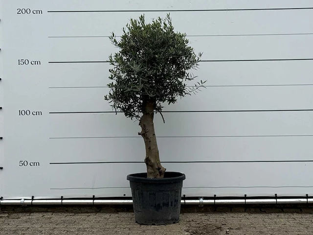 Olijfboom bolvorm - olea europaea - ca. 30 jaar oud - hoogte ca. 190 cm - afbeelding 1 van  4