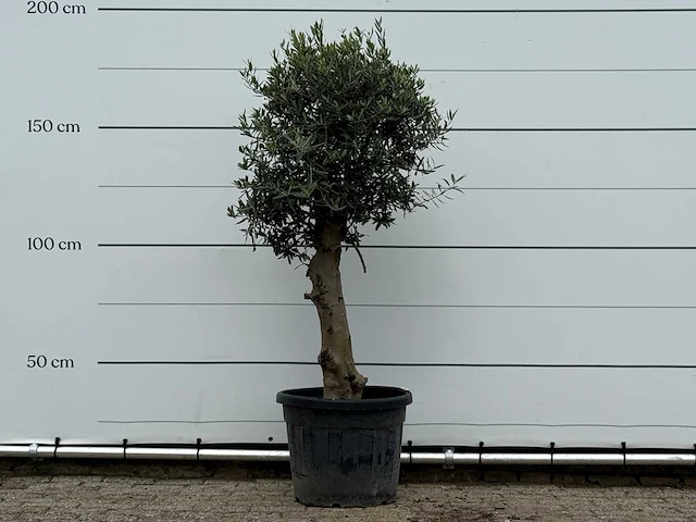 Olijfboom bolvorm - olea europaea - ca. 30 jaar oud - hoogte ca. 190 cm - afbeelding 2 van  4