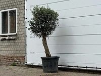 Olijfboom bolvorm - olea europaea - ca. 30 jaar oud - hoogte ca. 190 cm - afbeelding 3 van  4