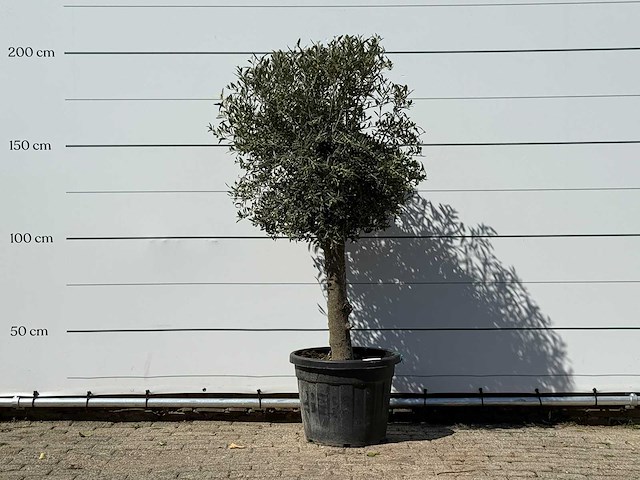 Olijfboom bolvorm - olea europaea - ca. 30 jaar oud - hoogte ca. 200 cm - afbeelding 1 van  3