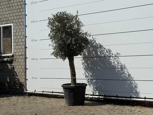 Olijfboom bolvorm - olea europaea - ca. 30 jaar oud - hoogte ca. 200 cm - afbeelding 2 van  3
