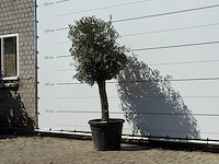 Olijfboom bolvorm - olea europaea - ca. 30 jaar oud - hoogte ca. 200 cm - afbeelding 2 van  3