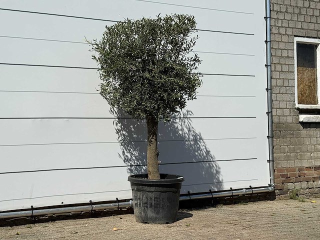 Olijfboom bolvorm - olea europaea - ca. 30 jaar oud - hoogte ca. 200 cm - afbeelding 3 van  3