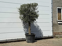 Olijfboom bolvorm - olea europaea - ca. 30 jaar oud - hoogte ca. 200 cm - afbeelding 3 van  3