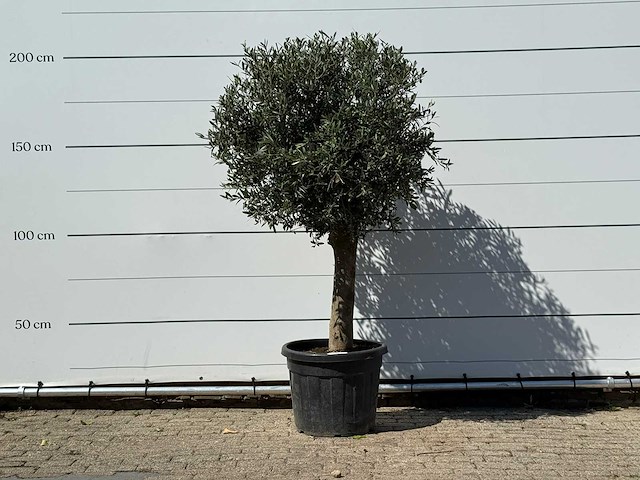 Olijfboom bolvorm - olea europaea - ca. 30 jaar oud - hoogte ca. 200 cm - afbeelding 1 van  3