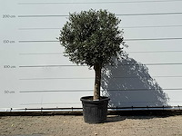 Olijfboom bolvorm - olea europaea - ca. 30 jaar oud - hoogte ca. 200 cm - afbeelding 1 van  3