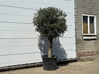 Olijfboom bolvorm - olea europaea - ca. 30 jaar oud - hoogte ca. 200 cm - afbeelding 2 van  3