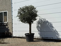 Olijfboom bolvorm - olea europaea - ca. 30 jaar oud - hoogte ca. 200 cm - afbeelding 3 van  3