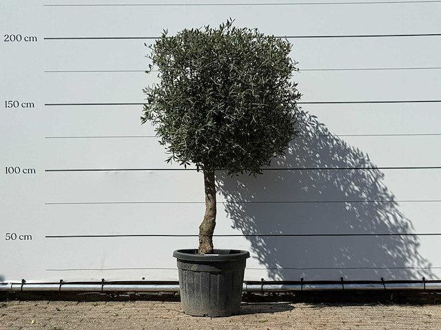 Olijfboom bolvorm - olea europaea - ca. 30 jaar oud - hoogte ca. 200 cm - afbeelding 1 van  3