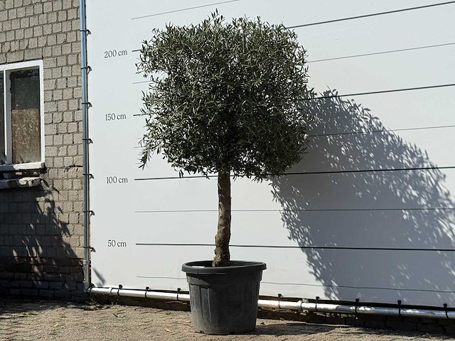 Olijfboom bolvorm - olea europaea - ca. 30 jaar oud - hoogte ca. 200 cm - afbeelding 2 van  3
