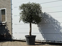 Olijfboom bolvorm - olea europaea - ca. 30 jaar oud - hoogte ca. 200 cm - afbeelding 2 van  3