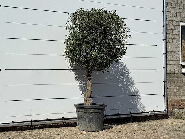Olijfboom bolvorm - olea europaea - ca. 30 jaar oud - hoogte ca. 200 cm - afbeelding 3 van  3