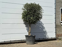 Olijfboom bolvorm - olea europaea - ca. 30 jaar oud - hoogte ca. 200 cm - afbeelding 3 van  3