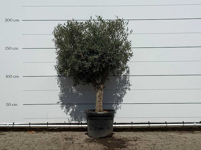 Olijfboom bolvorm - olea europaea - ca. 30 jaar oud - hoogte ca. 200 cm - afbeelding 1 van  3