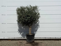 Olijfboom bolvorm - olea europaea - ca. 30 jaar oud - hoogte ca. 200 cm - afbeelding 1 van  3