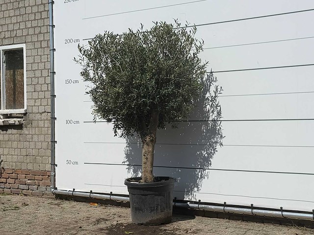 Olijfboom bolvorm - olea europaea - ca. 30 jaar oud - hoogte ca. 200 cm - afbeelding 2 van  3