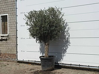Olijfboom bolvorm - olea europaea - ca. 30 jaar oud - hoogte ca. 200 cm - afbeelding 2 van  3