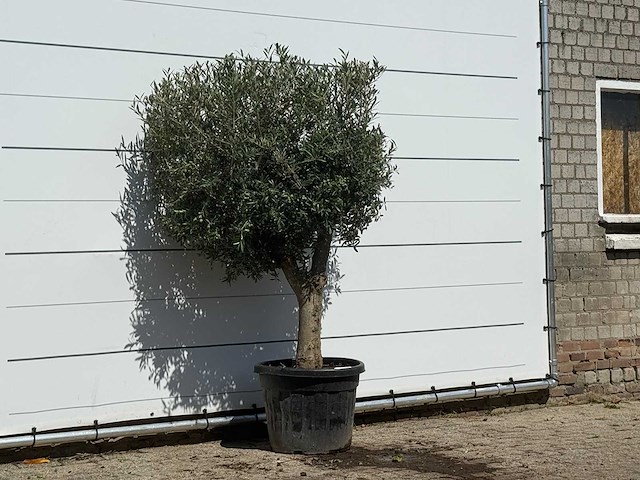 Olijfboom bolvorm - olea europaea - ca. 30 jaar oud - hoogte ca. 200 cm - afbeelding 3 van  3