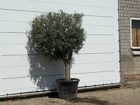 Olijfboom bolvorm - olea europaea - ca. 30 jaar oud - hoogte ca. 200 cm - afbeelding 3 van  3
