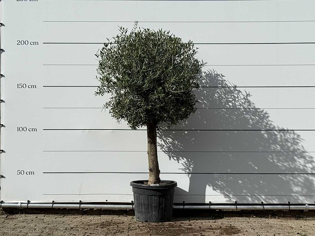 Olijfboom bolvorm - olea europaea - ca. 30 jaar oud - hoogte ca. 200 cm - afbeelding 1 van  3