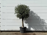 Olijfboom bolvorm - olea europaea - ca. 30 jaar oud - hoogte ca. 200 cm - afbeelding 1 van  3